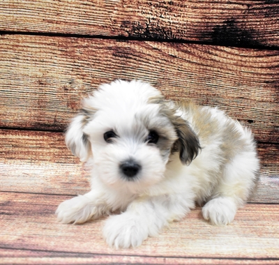 Coton De Tulear DOG Female White 6125 Petland Robinson, PA