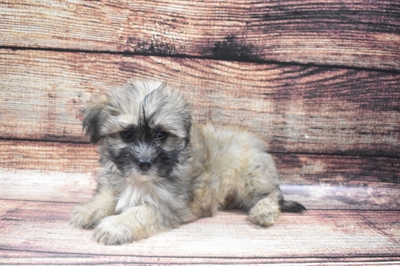 Shih-poo-DOG-Female-Gold-6126-Petland Robinson, Pittsburgh, PA