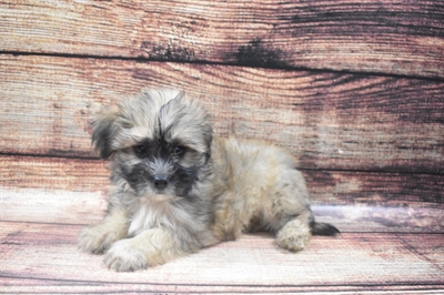 Shih-poo-DOG-Female-Gold-6126-Petland Robinson, PA