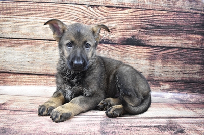 German Shepherd-DOG-Female-Sable-6127-Petland Robinson, Pittsburgh, PA