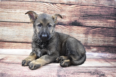 German Shepherd DOG Female Sable 6127 Petland Robinson, PA