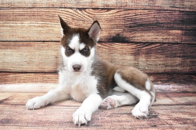 Siberian Husky DOG Female Red and White 6128 Petland Robinson, PA