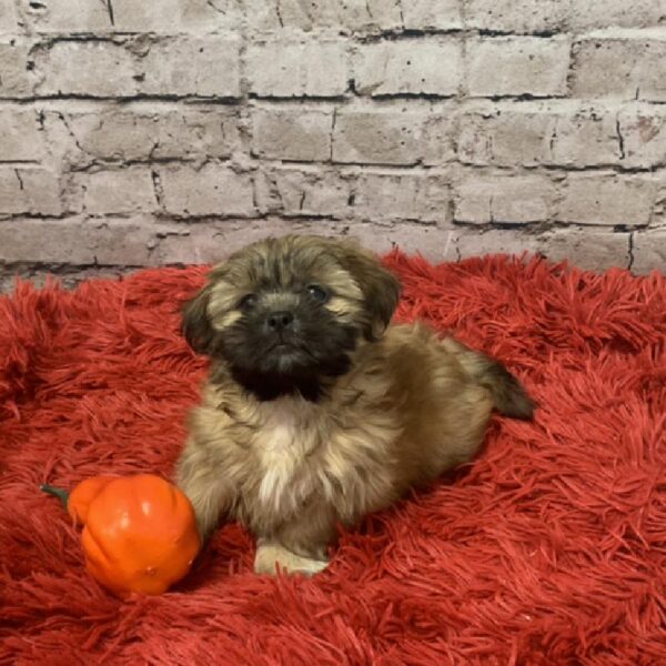 Shih Tzu-DOG-Male-Gold-6137-Petland Robinson, Pittsburgh, PA
