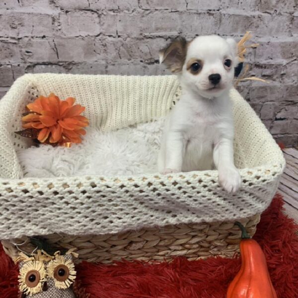 Chihuahua DOG Male Fawn 6138 Petland Robinson, PA