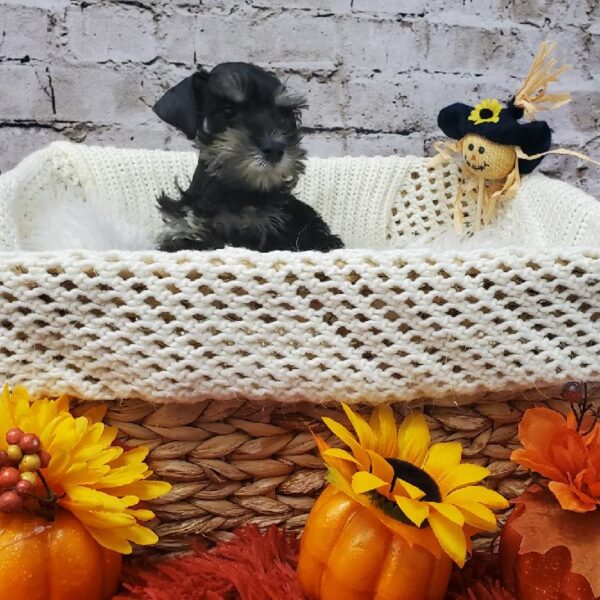 Mini Schnauzer-DOG-Female-Black / Silver-6139-Petland Robinson, Pittsburgh, PA