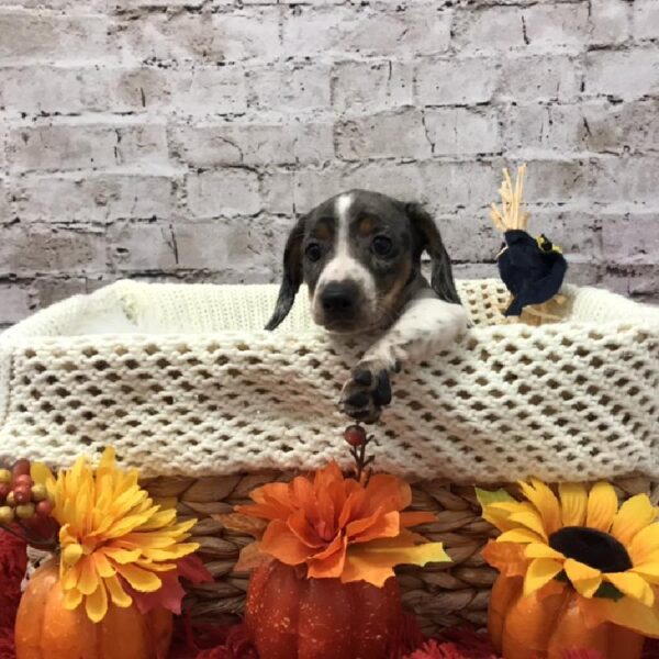Dachshund-DOG-Female-Black / Tan-6140-Petland Robinson, Pittsburgh, PA