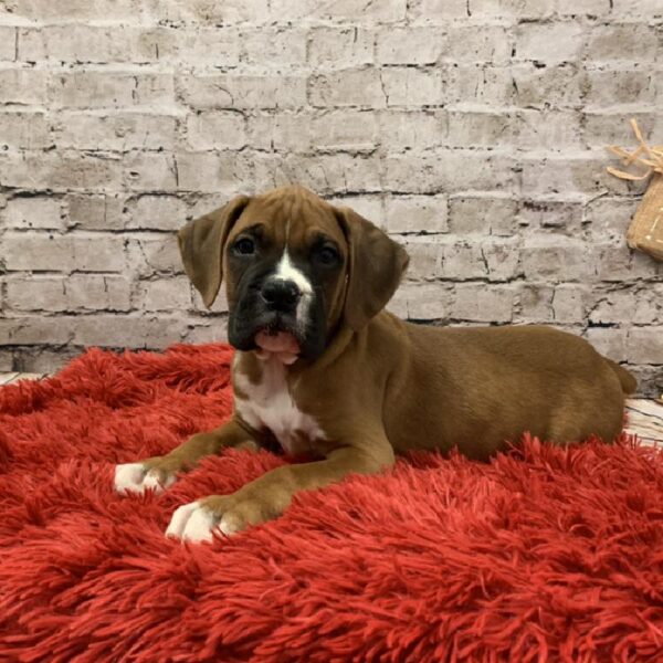 Boxer-DOG-Male-Fawn-6141-Petland Robinson, Pittsburgh, PA