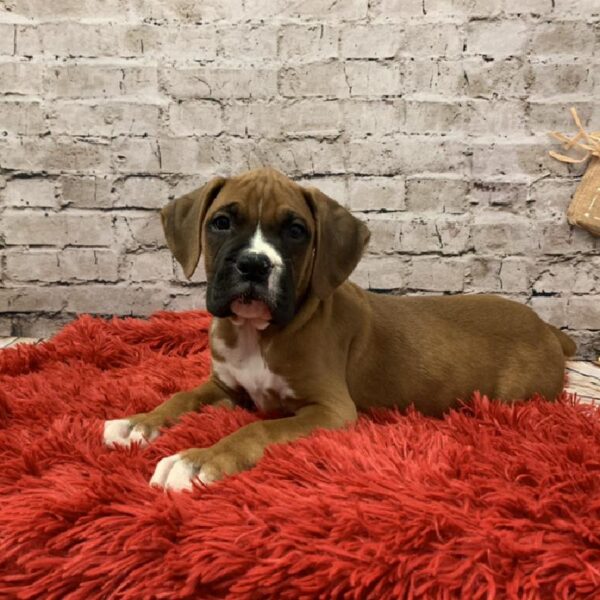 Boxer DOG Male Fawn 6141 Petland Robinson, PA