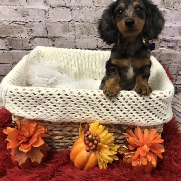 Dachshund DOG Male Black / Tan 6142 Petland Robinson, PA