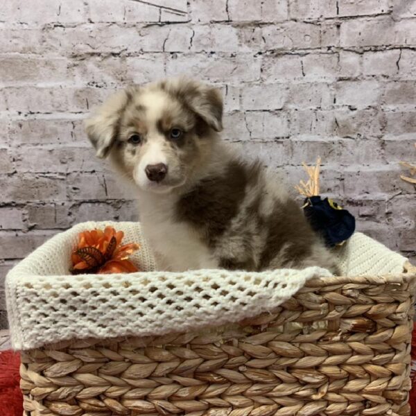 Australian Shepherd DOG Male Red Merle 6143 Petland Robinson, PA