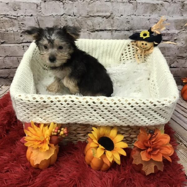 Morkie DOG Male Black / Tan 6144 Petland Robinson, PA