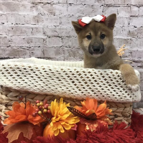 Shiba Inu DOG Female Red 6145 Petland Robinson, PA