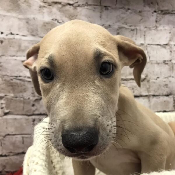 Great Dane-DOG-Male-Fawn-6149-Petland Robinson, Pittsburgh, PA