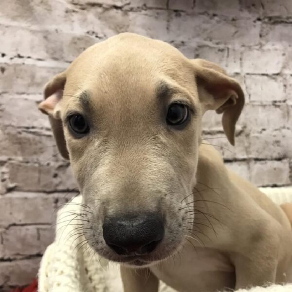 Great Dane DOG Male Fawn 6149 Petland Robinson, PA