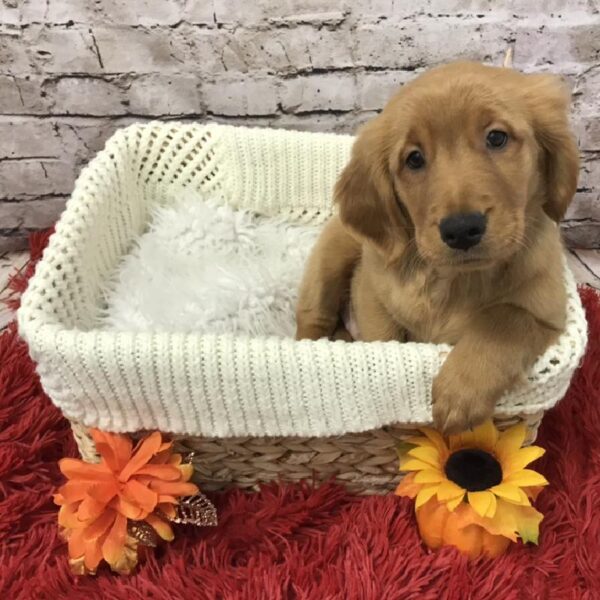 Golden Retriever DOG Female Golden 6148 Petland Robinson, PA