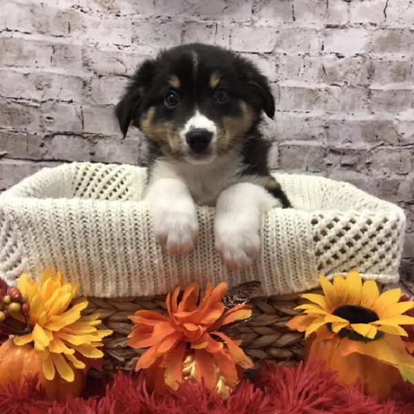 Australian Shepherd-DOG-Female-Black and White-6146-Petland Robinson, Pittsburgh, PA