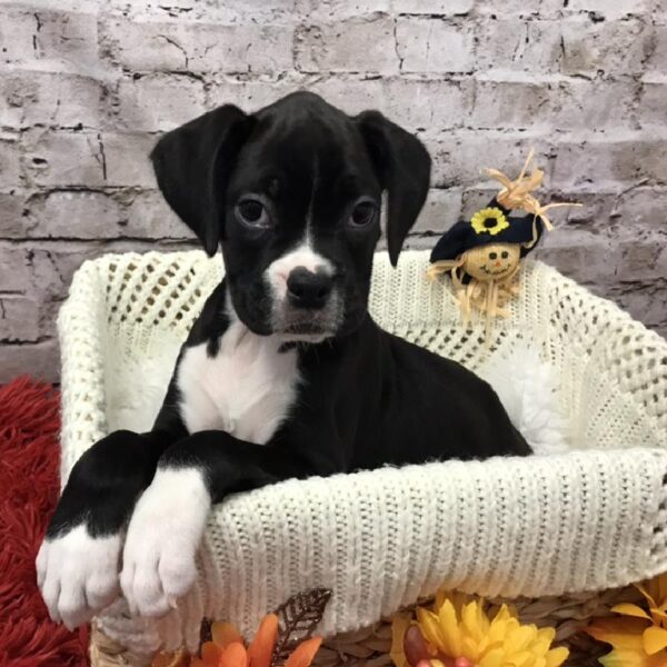 Boxer DOG Female Black 6147 Petland Robinson, PA