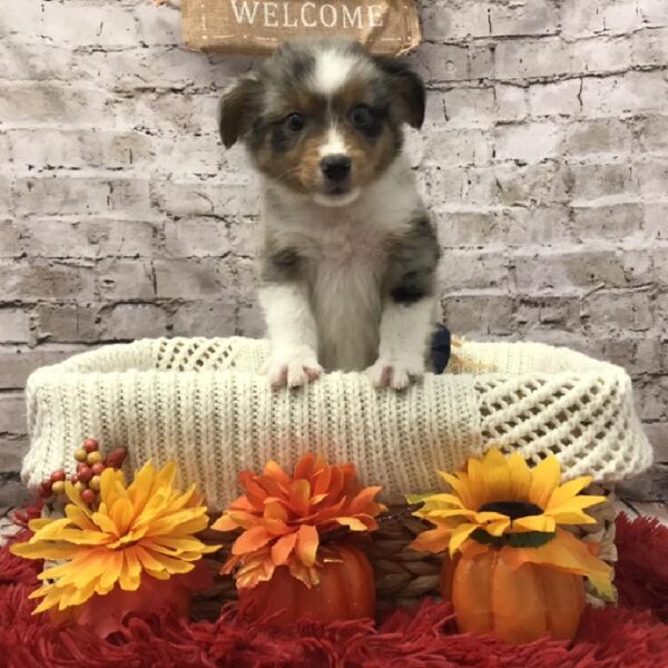 Miniature Australian Shepherd-DOG-Female-Blue Merle White and Tan-6150-Petland Robinson, Pittsburgh, PA