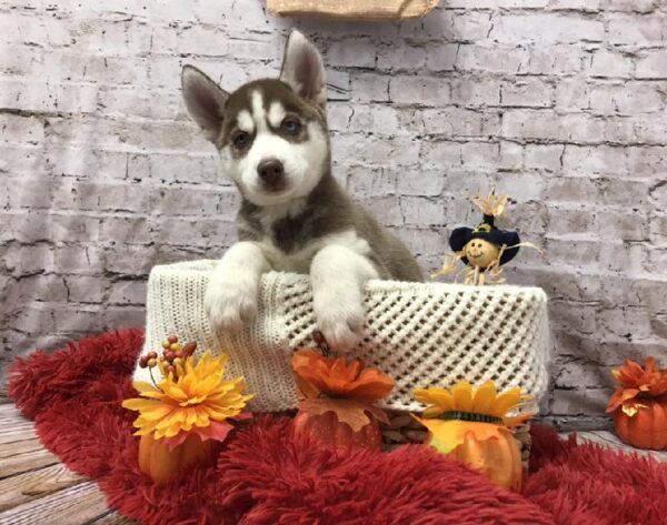 Siberian Husky-DOG-Male-Red / White-6167-Petland Robinson, Pittsburgh, PA