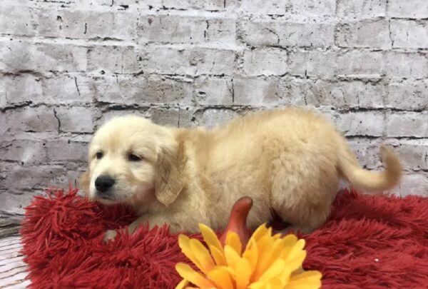 Golden Retriever-DOG-Male-Golden-6163-Petland Robinson, Pittsburgh, PA