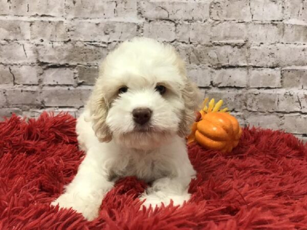 Cockapoo DOG Female Buff / White 6165 Petland Robinson, PA