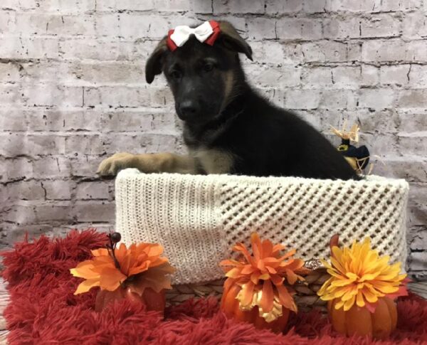 German Shepherd-DOG-Female-Black / Tan-6170-Petland Robinson, Pittsburgh, PA