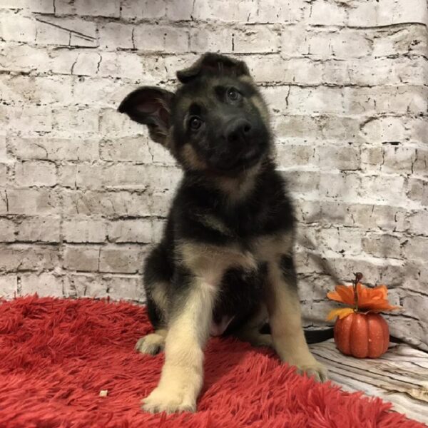 German Shepherd-DOG-Male-Black / Tan-6169-Petland Robinson, Pittsburgh, PA