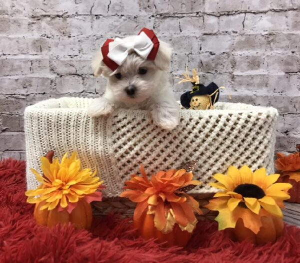 Maltese-DOG-Female-White-6173-Petland Robinson, Pittsburgh, PA