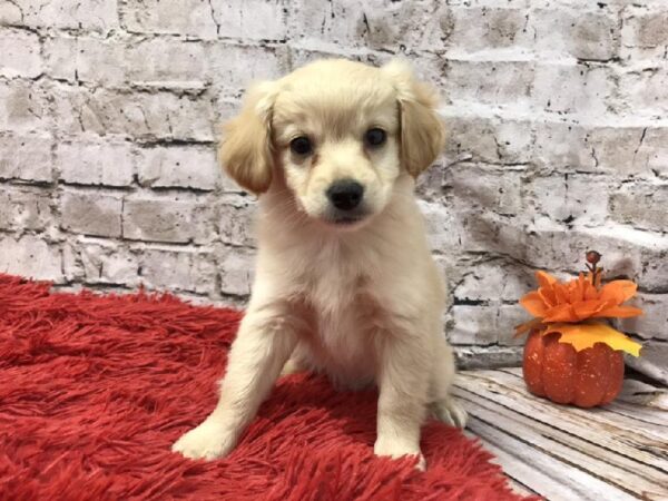 Chiweenie-DOG-Male-Fawn-6171-Petland Robinson, Pittsburgh, PA