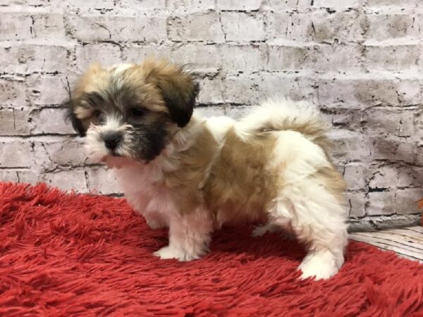 Teddy Bear-DOG-Male-Gold / White-6168-Petland Robinson, PA