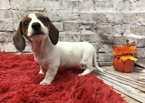 Dachshund-DOG-Female-Red-6172-Petland Robinson, Pittsburgh, PA
