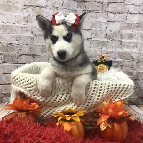 Siberian Husky-DOG-Female-Black Gray / White-6176-Petland Robinson, Pittsburgh, PA