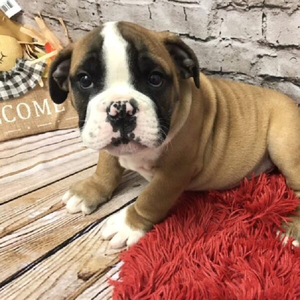 English Bulldog DOG Male Red and White 6180 Petland Robinson, PA