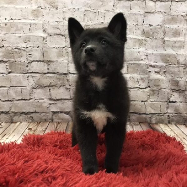 Imo- Inu DOG Male Black 6181 Petland Robinson, PA