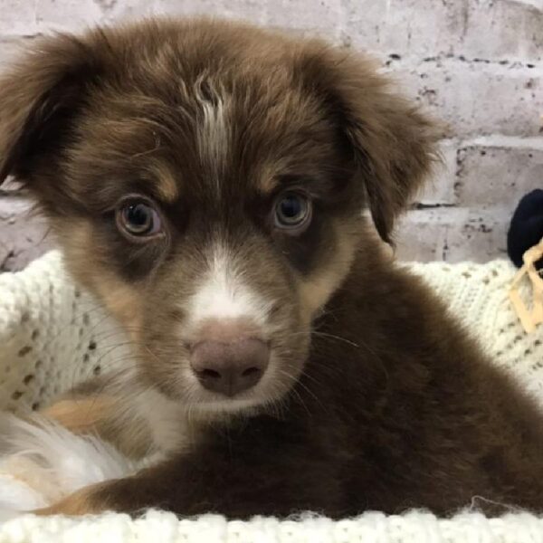 Australian Shepherd-DOG-Male-Red-6178-Petland Robinson, Pittsburgh, PA