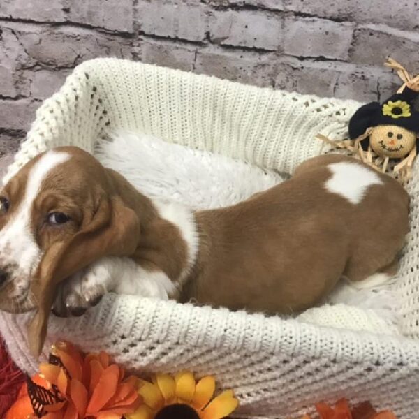 Basset Hound DOG Female Red and White 6179 Petland Robinson, PA