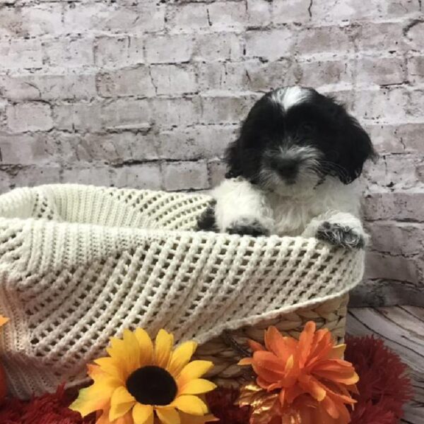 Teddy Bear DOG Male Black and White 6184 Petland Robinson, PA