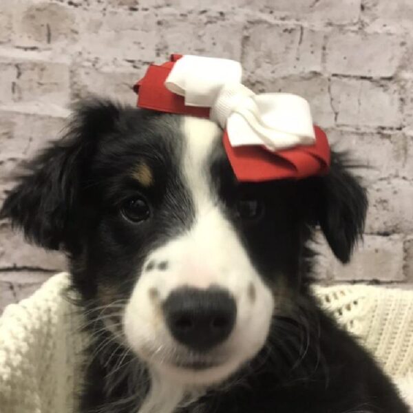 Miniature Australian Shepherd DOG Female Black White and Brown 6182 Petland Robinson, PA