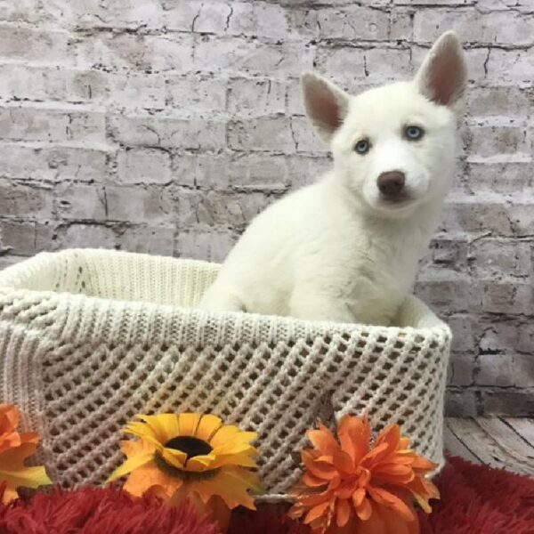 Siberian Husky-DOG-Female-White-6183-Petland Robinson, Pittsburgh, PA