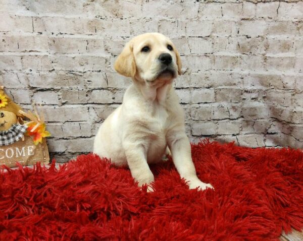 Labrador Retriever-DOG-Male-Yellow-6196-Petland Robinson, Pittsburgh, PA