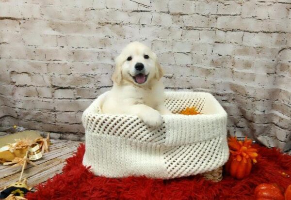 Golden Retriever-DOG-Male-Golden-6198-Petland Robinson, Pittsburgh, PA