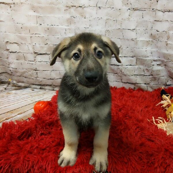 German Shepherd DOG Male Black / Tan 6193 Petland Robinson, PA