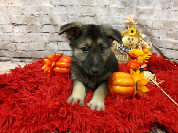 German Shepherd-DOG-Female-Black / Tan-6194-Petland Robinson, Pittsburgh, PA