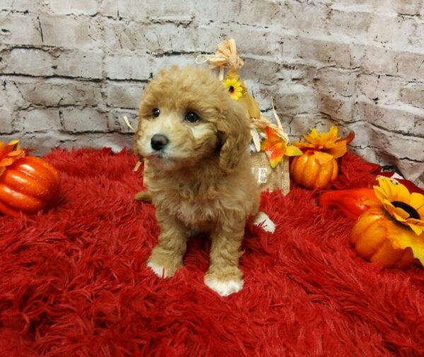 Bichon- Poo-DOG-Female-Apricot-6200-Petland Robinson, Pittsburgh, PA