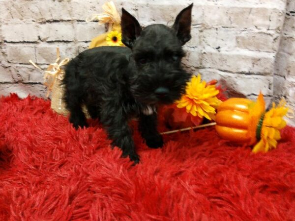 Mini Schnauzer DOG Male Black 6197 Petland Robinson, PA