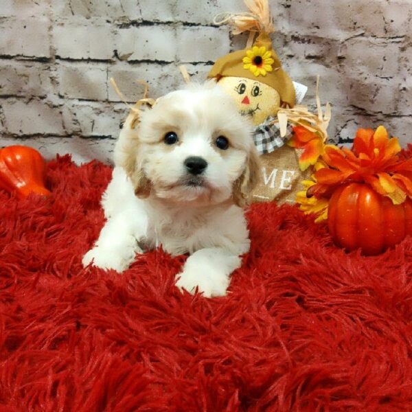 Cavachon-DOG-Male-Blenheim-6199-Petland Robinson, Pittsburgh, PA