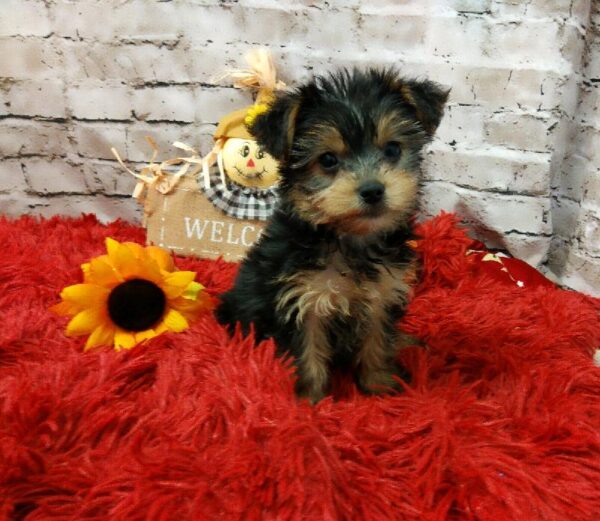 Yorkie-DOG-Female-Black / Tan-6192-Petland Robinson, Pittsburgh, PA