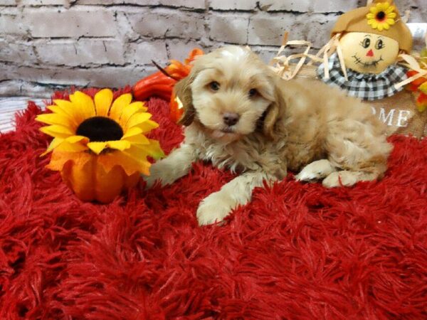 Cockapoo DOG Male Apricot 6191 Petland Robinson, PA