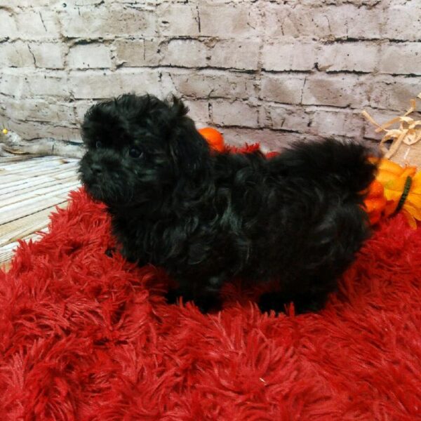 Teddy Bear-DOG-Female-Black-6195-Petland Robinson, Pittsburgh, PA