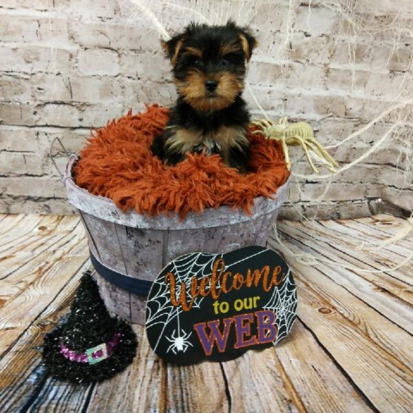 Yorkie-DOG-Male-Black and Tan-6212-Petland Robinson, Pittsburgh, PA